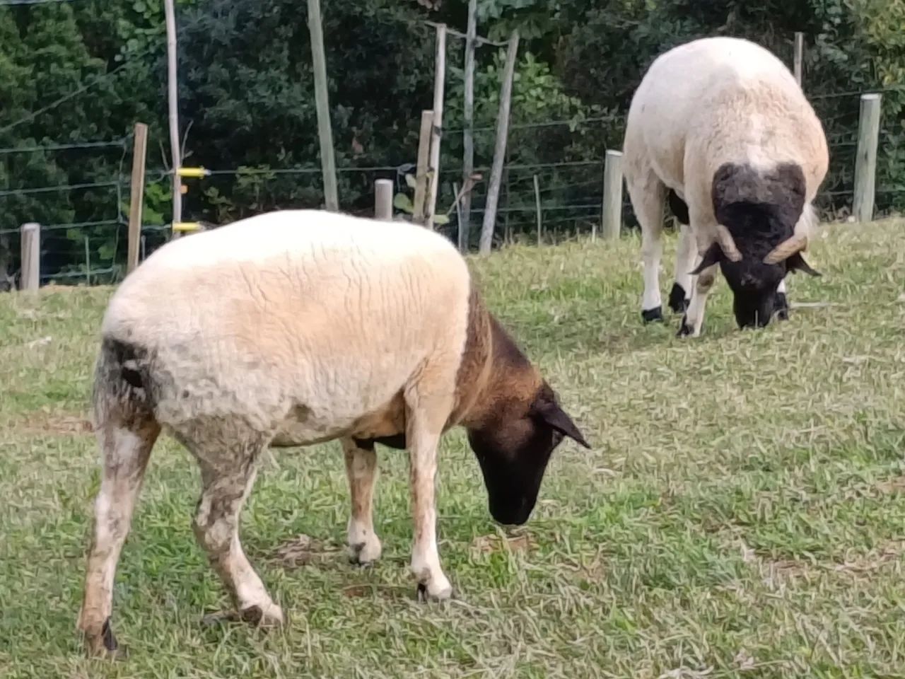 Dorper puras  - Foto 2