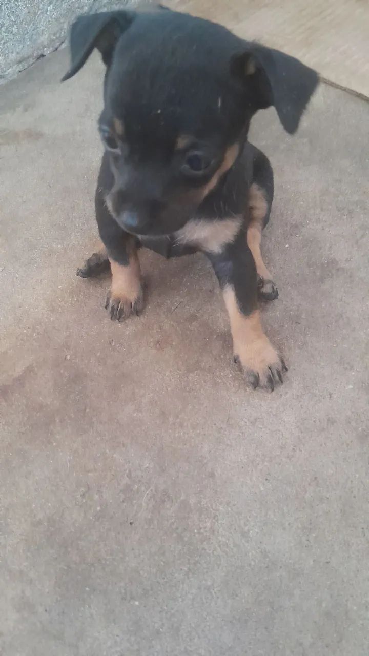 Cachorro pinscher  - Foto 2