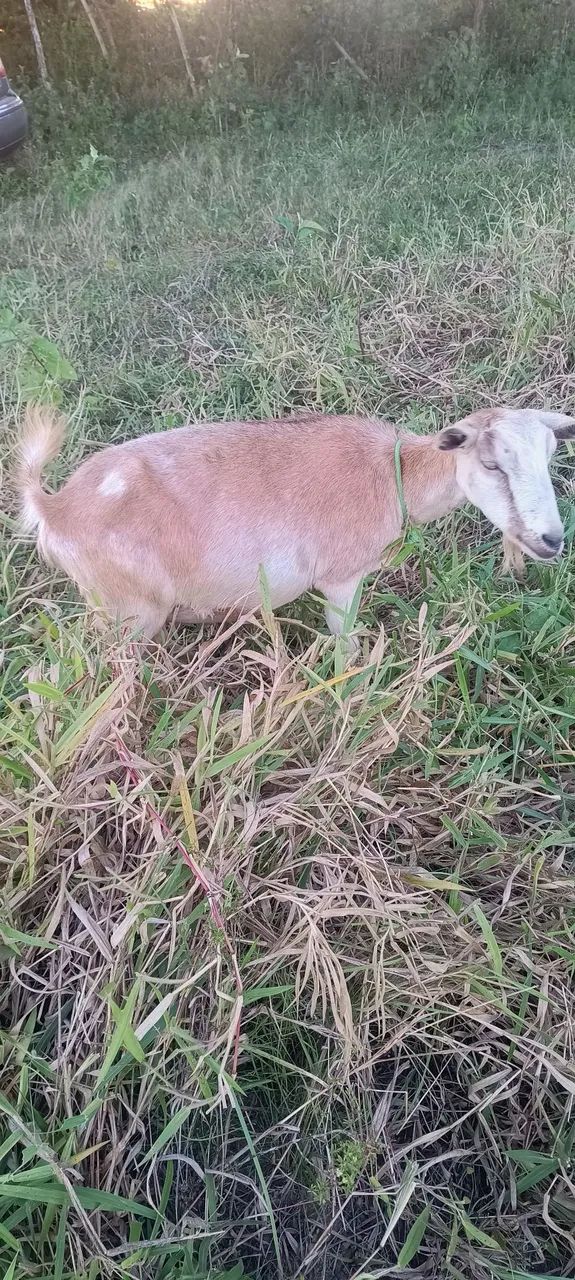 Vende Se 2 Cabras  - Foto 4