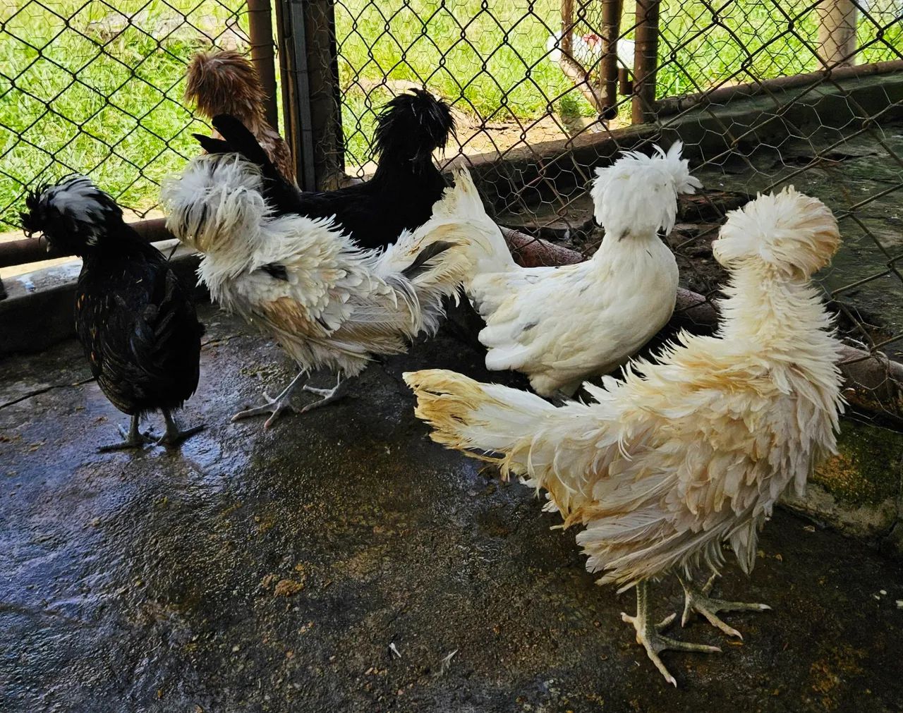 Franga e Frango Polonesa - Foto 4