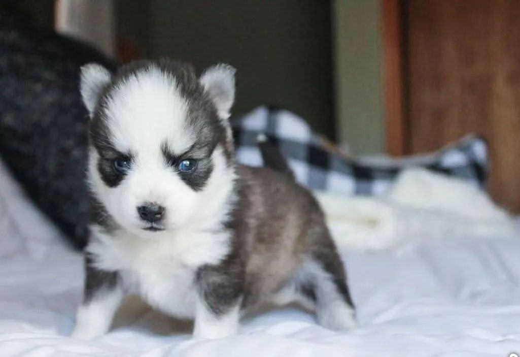 husky siberiano  - Foto 2