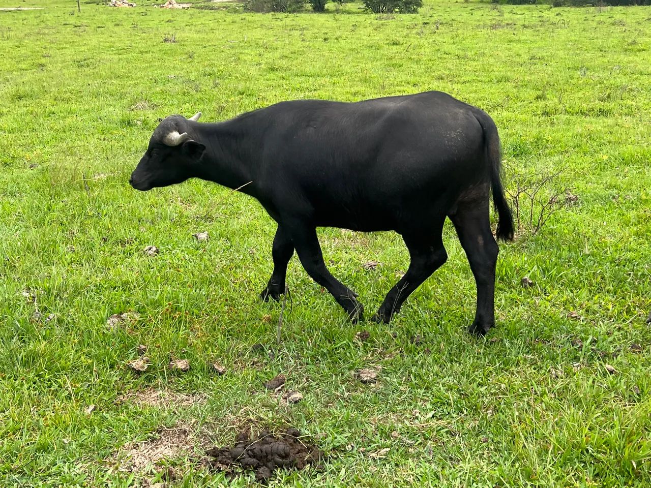 Bufalo macho 1 ano  - Foto 3