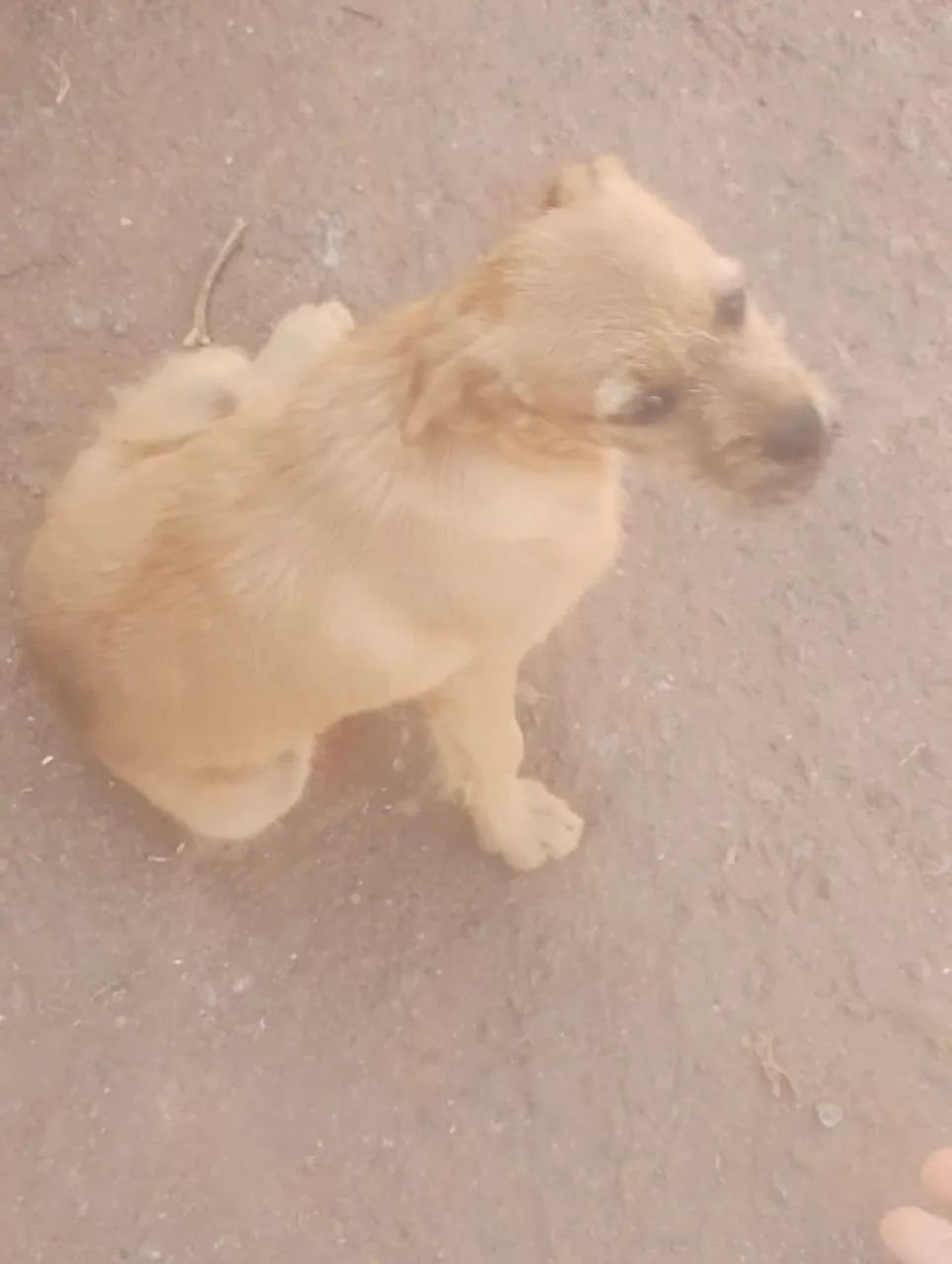 Animais de estimação  - Foto 3