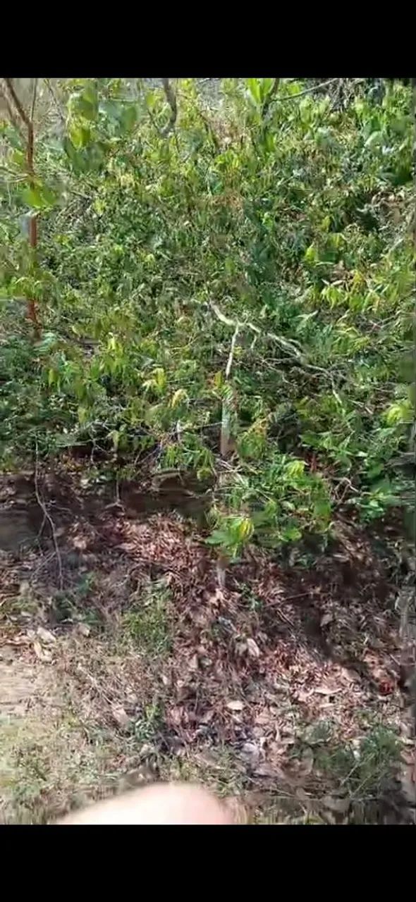 Vendo terreno  na estrada do pajuçara - Foto 3