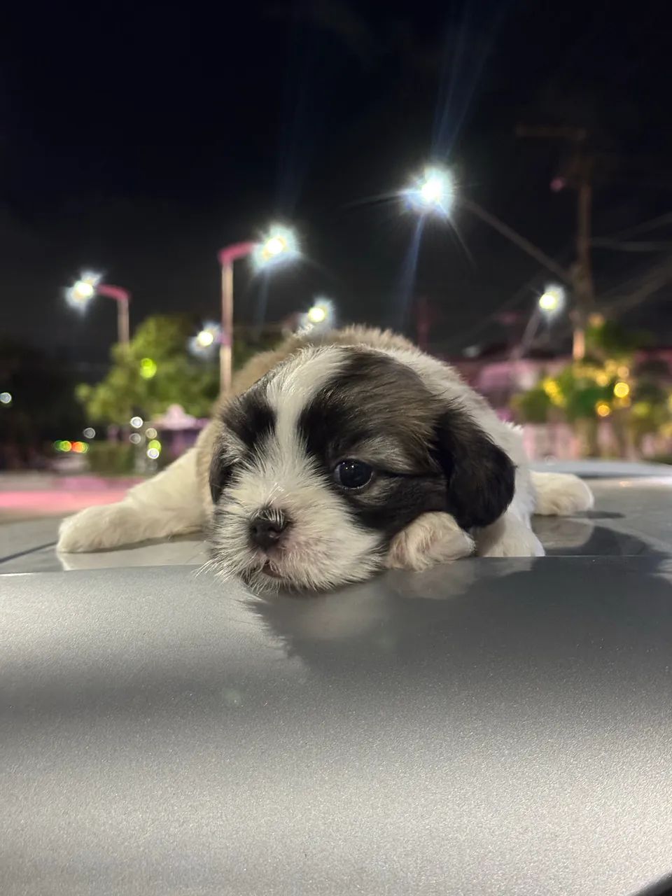 Shihtzu  - Foto 4