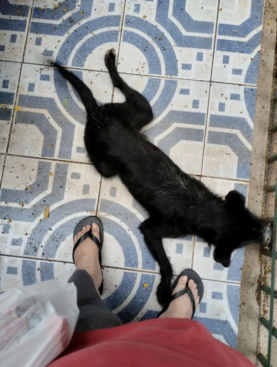 Doação de Cachorro filhote - Foto 3