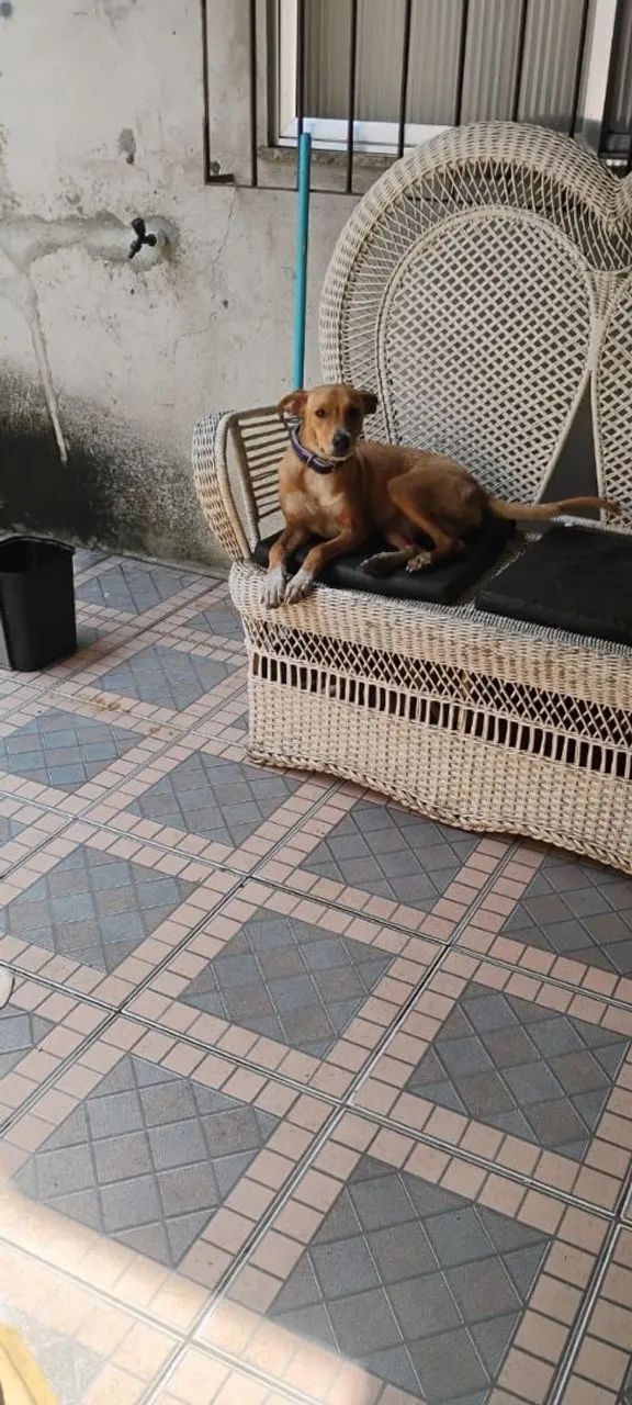 Doa - se cadela 