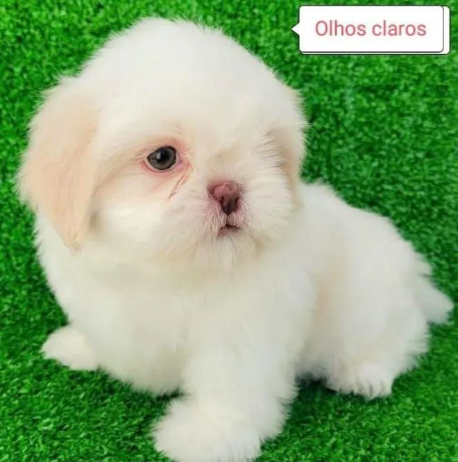 Shih tzus legítimos 