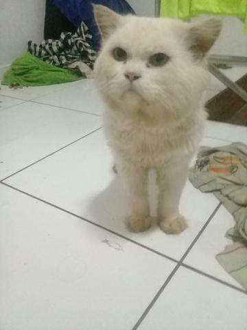 Gata para cruza com o meu - Foto 2