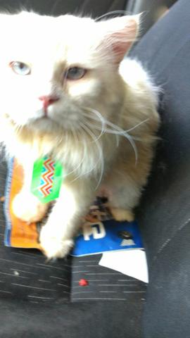 Gata para cruza com o meu