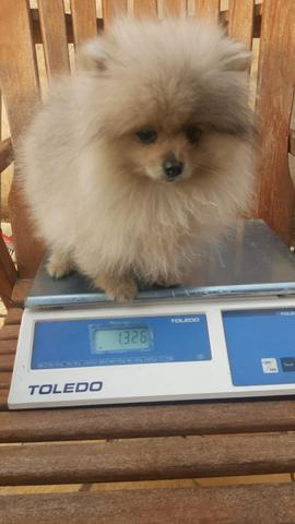 Spitz alemão anão!!! Lulu da pomerania 4 meses 1,3 k!!!