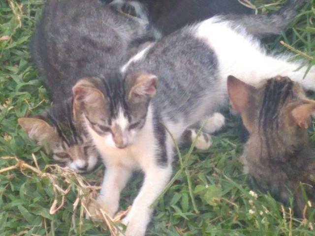Gatos para Doação - Foto 3