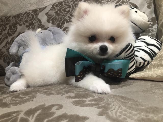Olha que coisa mais linda spitz alemão anão!!! Lulu da pomerania com muita qualidade!!! - Foto 3