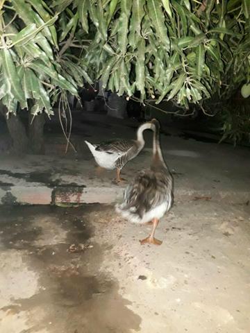 Vendo Casal de Ganços Adultos - Foto 4