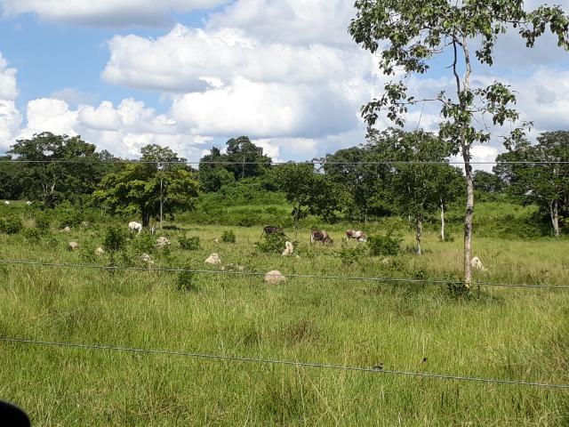 Chácara de porteira fechada na beira do rio Cuiabá com barco gado cavalo casa boa - Foto 11