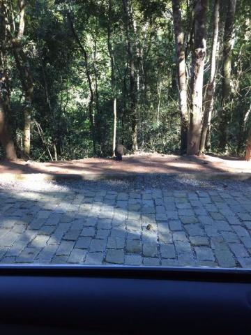 Terreno residencial à venda, Prata, Teresópolis. - Foto 16