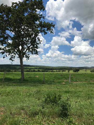 Oportunidade Extra Fazenda 100 Alqueires ou 484 Hectares Aragoiânia - Foto 5