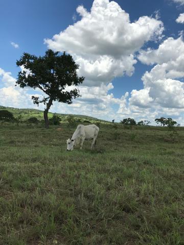 Oportunidade Extra Fazenda 100 Alqueires ou 484 Hectares Aragoiânia - Foto 4