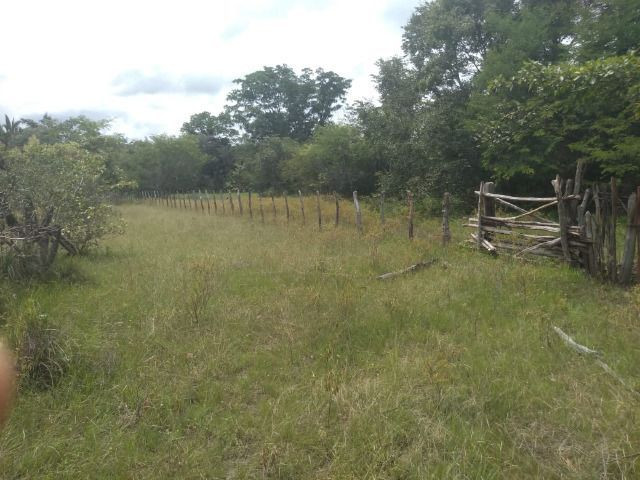 Propriedade Rural de 576 hectares de Mata e Cerrado no Piauí - Foto 13