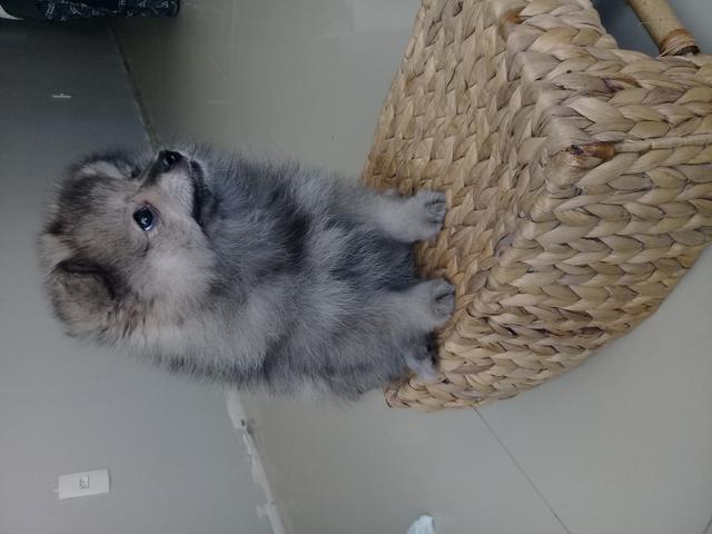 Spitz alemão femea linda bebê
