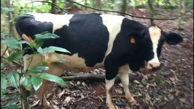 Vacas Leiteiras - Foto 4
