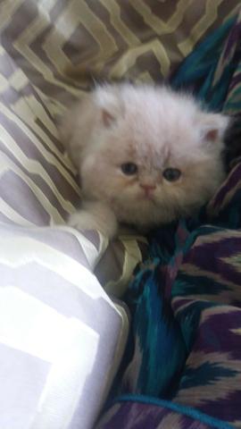 Lindos Gatinhos Persa - Foto 2