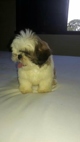 Filhotes shih tzu