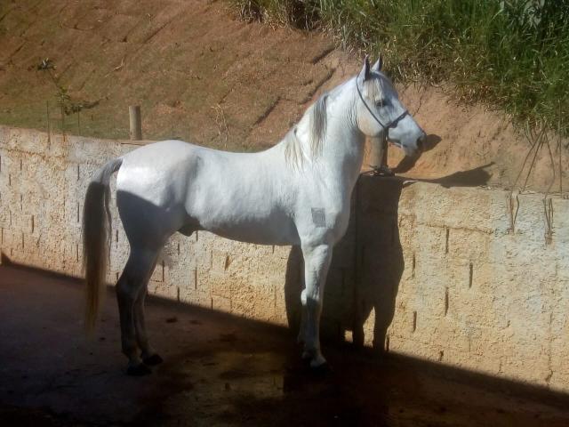 Vendo cavalo mangalarga!