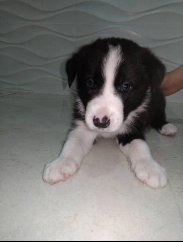 Filhotes da Raça Border Collie