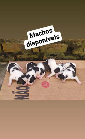 Filhotes de Pitbull disponíveis - Foto 2