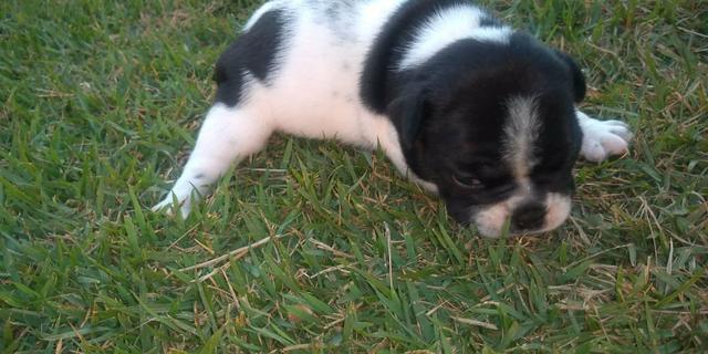 Bulldog frances Femea - Foto 5
