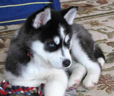 Lindos Filhotes Husky Siberiano