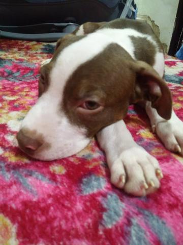 Filhote de pit bull