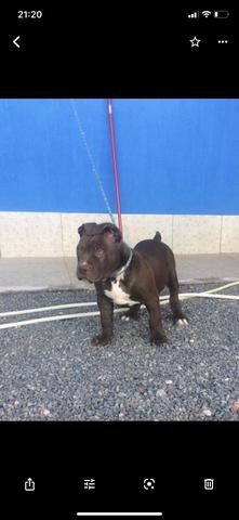 Pitbull Monster - Foto 2