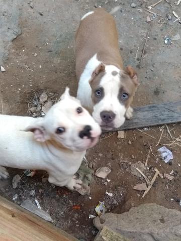 Vendo american bully pokt - Foto 3