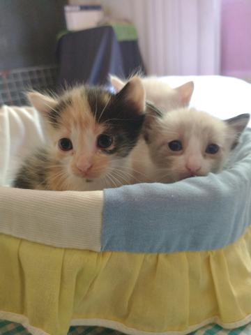 Gatos siameses - Foto 4