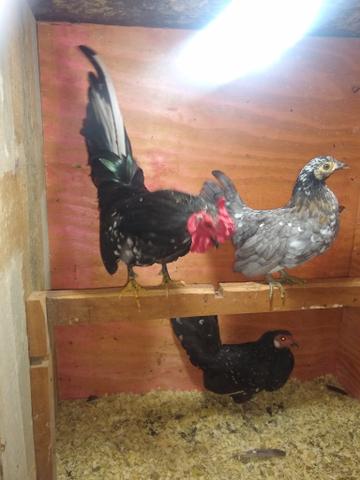 Vende se 1 galo e 2 galinha - Foto 4