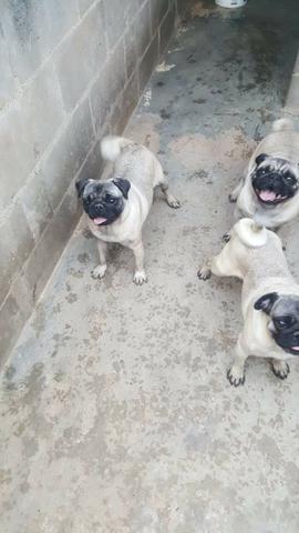 Pug