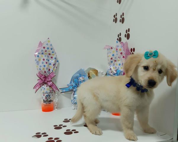 Golden retriver fêmea em 10x já vacinada com garantia!!!