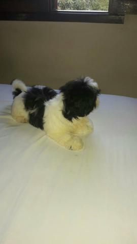 Filhotes shih tzu - Foto 2