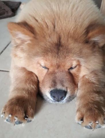 Filhotes de Chow-Chow a venda * - Foto 4