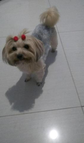 Vendo filhote de yorkshire bibelô - Foto 5