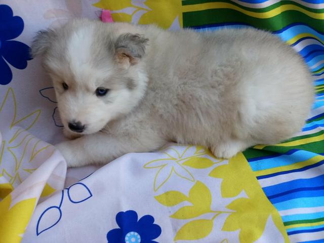 Husky siberiano macho e fêmea maiores informações no whatsaap - Foto 3