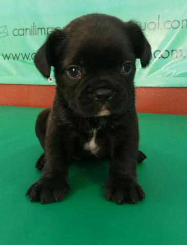 Porte Pequeno Ideal Para Seu Apartamento Conheça O Bulldogue Francês Ligue Já