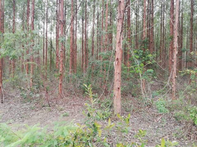 Fazenda com eucalipto - Foto 5