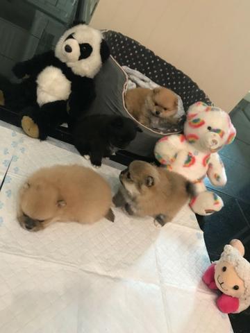 Spitz Alemão tamanho anão padrão ursinho, com suporte veterinário gratuito durante 6 meses - Foto 4