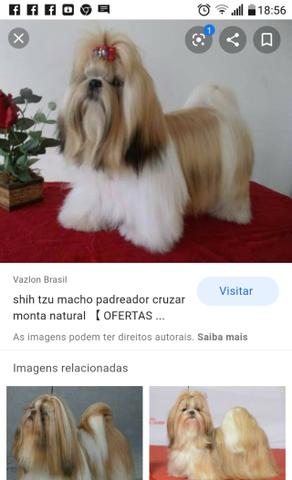 Procuro macho tricolor - Foto 2