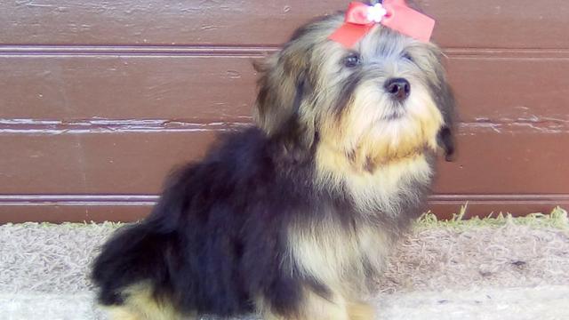 Bebes de lhasa apso delanos pet procedência unica entrega mediata