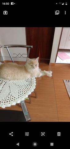 Vendo gato