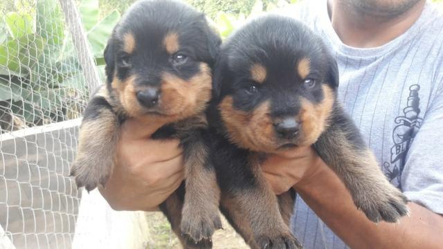 Rottweiler cabeça de touro, com garantias e suporte veterinário gratuito! - Foto 3